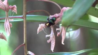 Polinização da orquídea Gongora bufonia  Orchid pollination  abelha Eufriesea violacea [upl. by Nodearb]