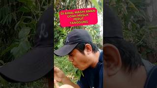 CABE KEBUN MEMANG NAMPOL PEDES NYUA 😆 [upl. by Januarius991]