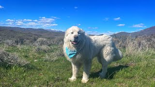 Took my giant dog and goats on a camping trip [upl. by Aguayo]