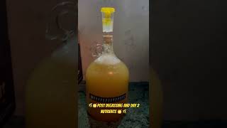 Day 2 Post degassing and day 2 nutrients ￼mead diy shorts honey fall bee flowers hobby [upl. by Newfeld]