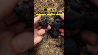 SHTF cramp ball fungus Uses wildernessskills outdoorskills survivalskillsanywhere survival [upl. by Fabrienne691]