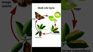 Moth Life Cycle english spokenenglish shorts [upl. by Sephira]