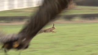 Hunting hares with golden eagles  fantastic flights [upl. by Alimhaj]