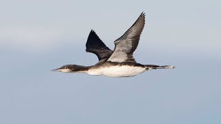 Wings over Water Discerning Loon species by Flight and Plumage [upl. by Aliak]