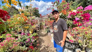 AMAZING BOUGAINVILLEA GARDEN PROPAGATION GAMIT ang GRAFTING METHOD [upl. by Missak850]