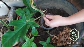 How To Propagate Squamiferum Philodendron [upl. by Sharia]