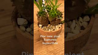 New addition Pine cone plant 🌵 plant houseplant succulent cactus euphorbia [upl. by Eanahs]