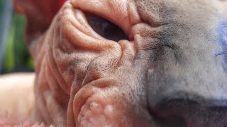 Sphynx Cat HORUS 💕 Close Up Video [upl. by Hannus]