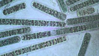 Oscillatoria Cyanobacteria  Filament Movement [upl. by Kondon]