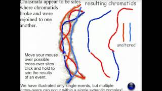 Meiotic recombination  Biofundamentals [upl. by Jaunita]