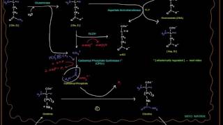 Urea Cycle Part 3 of 5  Big Picture with Enzymes GLDH Glutaminase etc [upl. by Keeryt789]