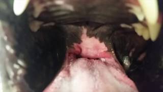 What Does An Elongated Soft Palate Look Like in a Dog With Brachycephalic Airway Syndrome [upl. by Amapuna]