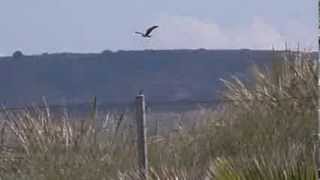 Big bird of prey Murcia Spain [upl. by Atirak]