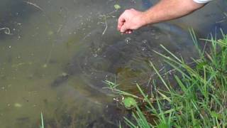 hand feeding a bassfeeding bassbass fishingflorida basspet bass [upl. by Eirolav]