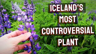 ALASKAN LUPINE  The Flower That Has Taken Over Iceland  Amazing Plants [upl. by Aehr]