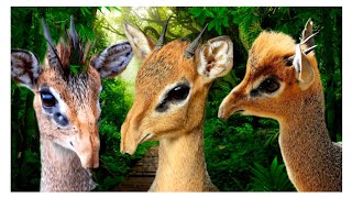 DIK DIK UM ANIMAL AFRICANO COM TROMBA E GLÂNDULAS NA FACE [upl. by Cirek932]