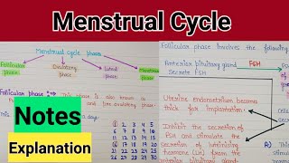 Menstrual cycle  menstrual cycle class12  menstrual cycle class 12 notes [upl. by Yessydo969]