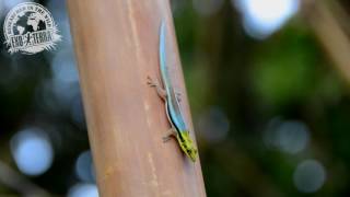 Phelsuma klemmeri [upl. by Bekaj106]