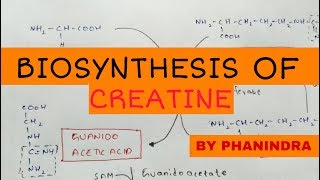 Biosynthesis of creatine  By phanindra guptha [upl. by Derfniw]