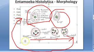 Parasitology 026 a Amoeba Entamoeba Histolytica Classification Amoebiasis Trophozoite Quadrinucleate [upl. by Ordnagela]