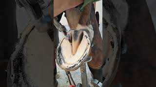 Horses made legs foryou horse satisfying hoof horsefarrier asmr animals [upl. by Enixam]