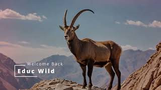 Nubian Ibex The Kings of the Mountains [upl. by Krik]