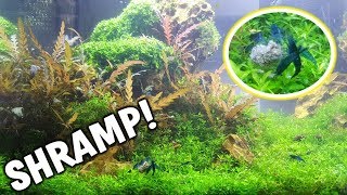 My ULTIMATE Shrimp Tank Freshwater Blue Shrimp [upl. by Harias]