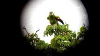 Chestnutfronted Macaw Ara severus  Medellin C Andes [upl. by Noled14]