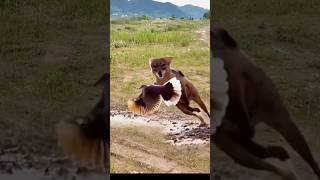 Red Fox catch bird viral videoredfox bird shortvideoviral [upl. by Hammock978]