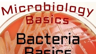 Bacteria Basics  Microbiology Lectures [upl. by Corrina]