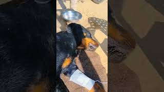 Dr rahul Parvo virus in dog side effects of parvo virus and treatment in dogs shorts parvovirus [upl. by Tarryn]