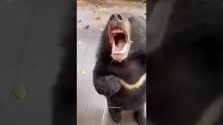 Life with Bear😅 Funniest Bears Videos🐻 Polar Bear  Funny Animals shorts bear funnybear [upl. by Saxe417]