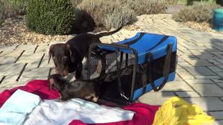 Dachshund pups first time in the garden  Dackelwelpen das erste Mal im Garten [upl. by Nij]