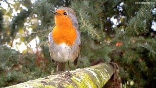 Pettirosso richiamo tipico  European Robin Erithacus rubecula 156 Fototrappola a Corte Franca [upl. by Oby]