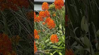 Fivestar orchid Epidendrum radicans Frederickton NSW 2 Oct 2024 [upl. by Heinrick]