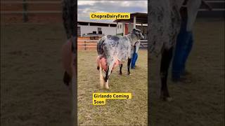 Girlando Cow Coming Soon to ChopraDairyFarm Breed trending dairycows viral shortvideos  farm [upl. by Ysac]