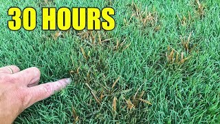 How to Kill Nutsedge in Lawn [upl. by Nodab]