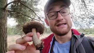 BROWN BIRCH BOLETE  Berkshire UK  Leccinum scabrum [upl. by Obbard]