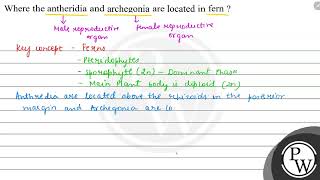 Where the antheridia and archegonia are located in fern  \ \mathr [upl. by Litta]