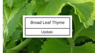 Broad Leaf Thyme  First Update [upl. by Relyuhcs]