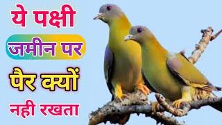 Scientific facts of yellow footed green pigeon  Hariyal Bird Hariyal Pakshi  Hariyal Parinda [upl. by Namreh]