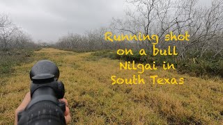 Running shot on a Bull Nilgai [upl. by Vikki]