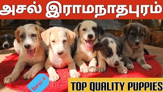 Ramanathapuram Dog  Puppies  Sales  Mandai Dogs Ramnad Dog Dollys Kennel Usilampatti 7339505875 [upl. by Ephrayim]