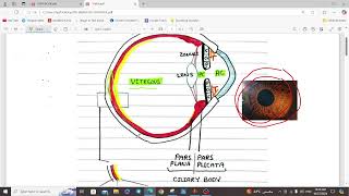 UVEA  OPHTHALMOLOGY  5TH YEAR [upl. by Aihsel548]