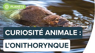 Top 5 des caractéristiques les plus étranges de l’ornithorynque  Futura [upl. by Aicemed]