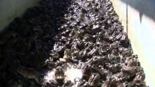 Army of frogs thousands Bullfrog Farm [upl. by Kyle72]