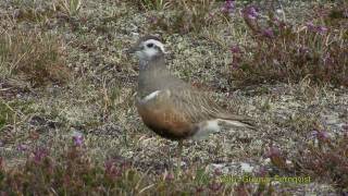 FJÄLLPIPARE Eurasian Dotterel Charadrius morinellus Klipp  34 [upl. by Kwok966]