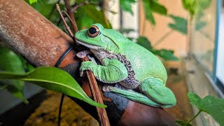 How to set up a bioactive Terrarium for Treefrogs [upl. by Ariec]