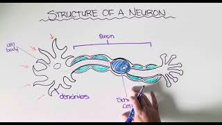 Structure of a Neuron [upl. by Recor]