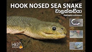 Hook Nosed Sea Snake  වාලක්කඩියා  Documentary Video [upl. by Mccallion]